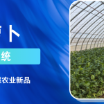 智易时代沙窝萝卜智能分拣系统：让津门沙窝萝卜更具市场竞争力