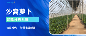 智易时代沙窝萝卜智能分拣系统：让津门沙窝萝卜更具市场竞争力