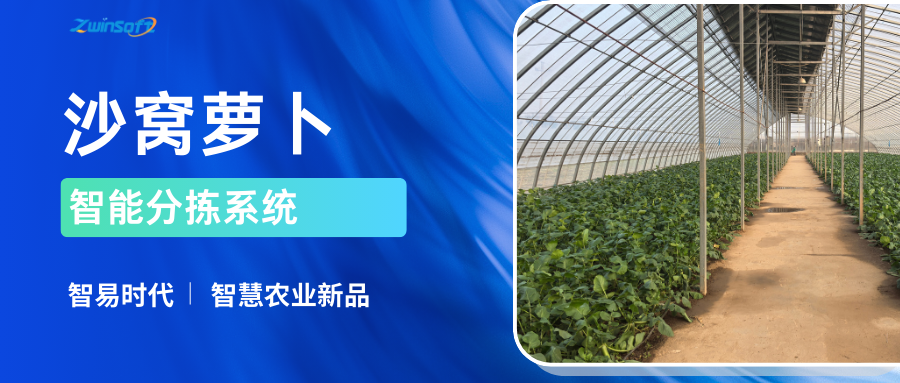 智易时代沙窝萝卜智能分拣系统：让津门沙窝萝卜更具市场竞争力