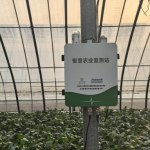 智易时代智能产品双管齐下 赋能沙窝萝卜产业降本增效