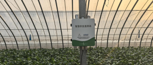 智易时代智能产品双管齐下 赋能沙窝萝卜产业降本增效